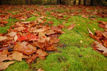 Herfst (2010)