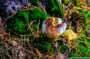 Herfst (2014)