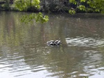 p1000009.jpg