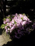 p1000554.jpg