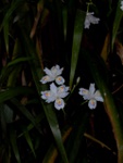 p1000596.jpg