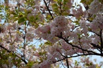 dsc_3748.jpg