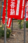 dsc_4203.jpg