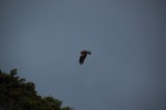 dsc_4243.jpg