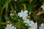 dsc_4321.jpg