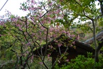 dsc_4374.jpg