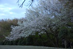 dsc_4379.jpg