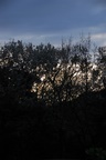 dsc_4381.jpg