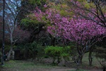 dsc_4392.jpg