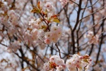 dsc_4414.jpg