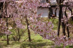 dsc_4771.jpg