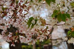 dsc_5329.jpg