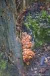dsc_0537.jpg